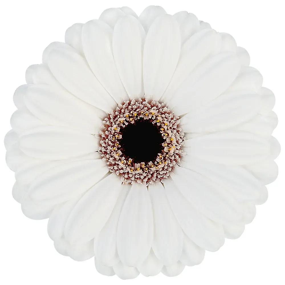 Gerbera white