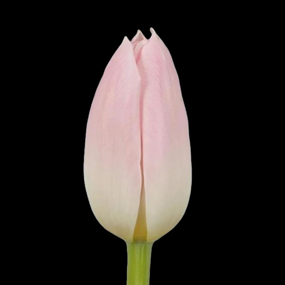 Tulip Pink