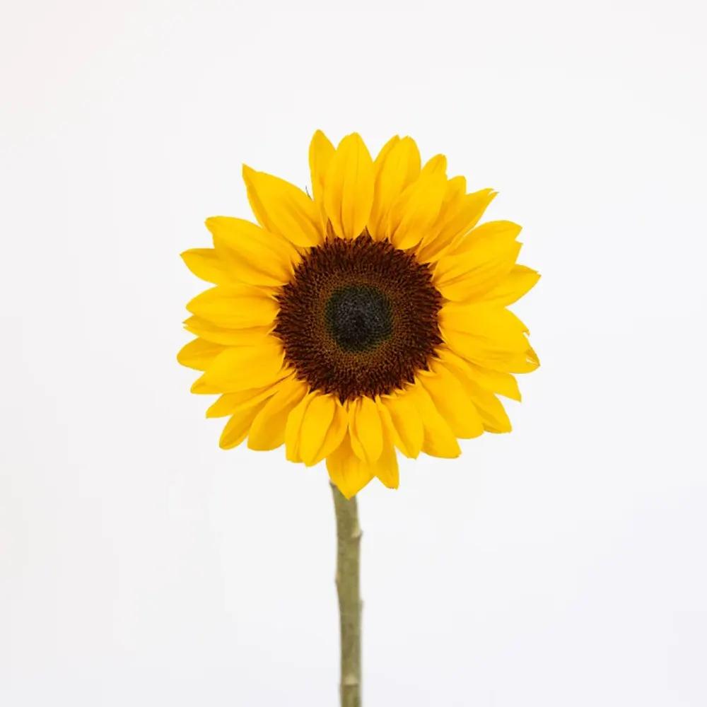 sun flower small size