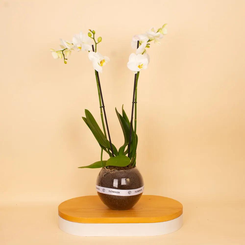 Flowrista | White Phalaenopsis Orchid Plant