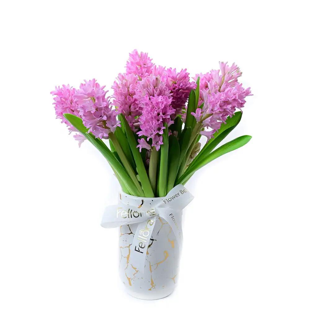 Hyacinth Oasis - Pink-1659